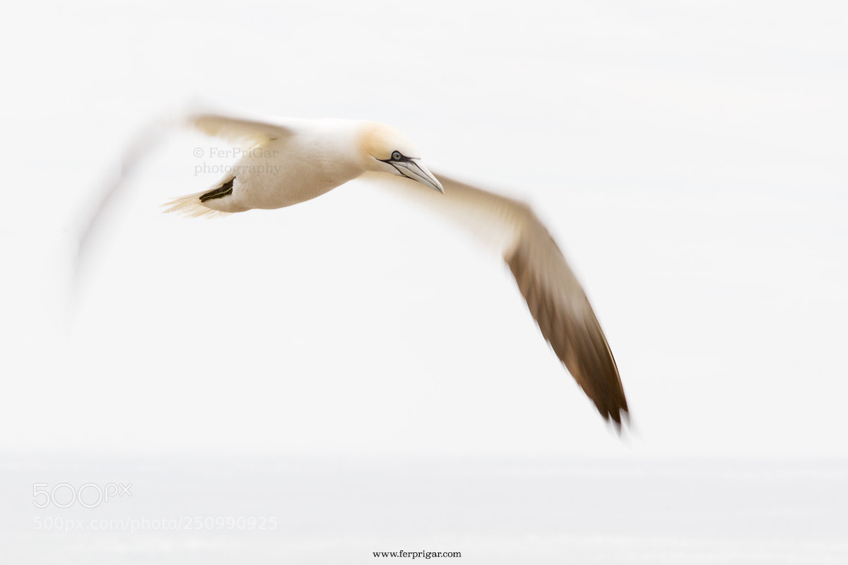 Canon EOS 7D sample photo. Gannet photography