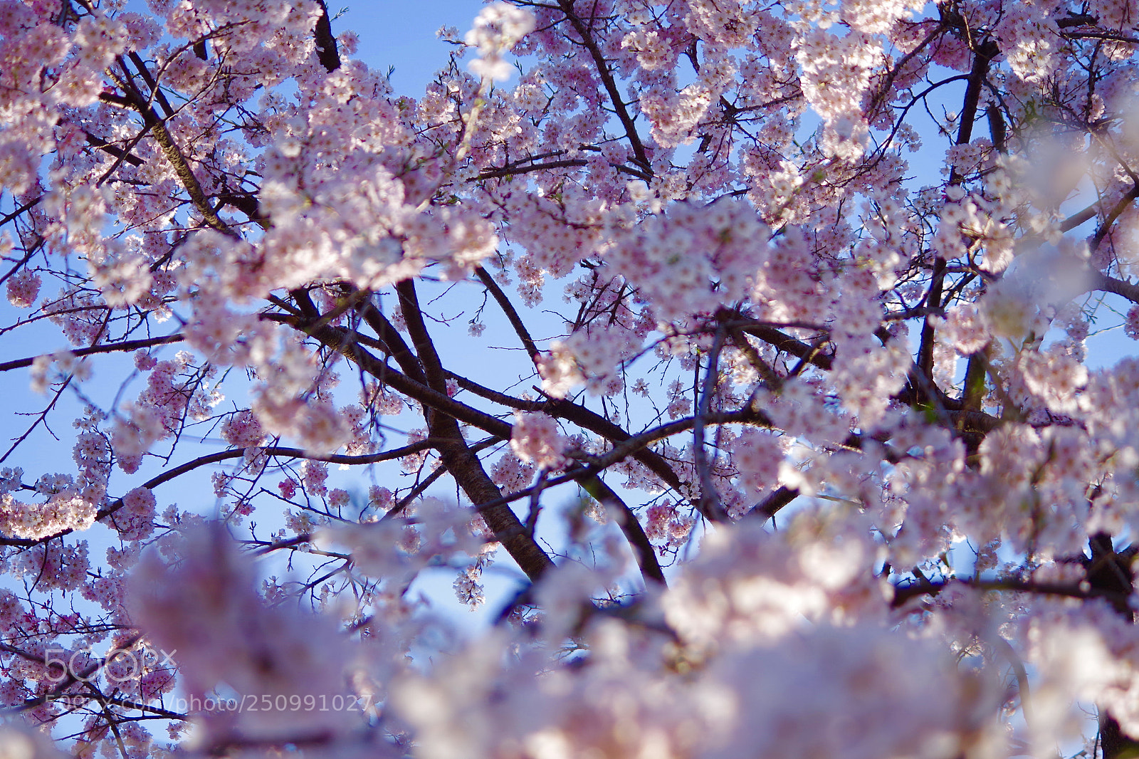 Pentax K-S2 sample photo. Too many! photography