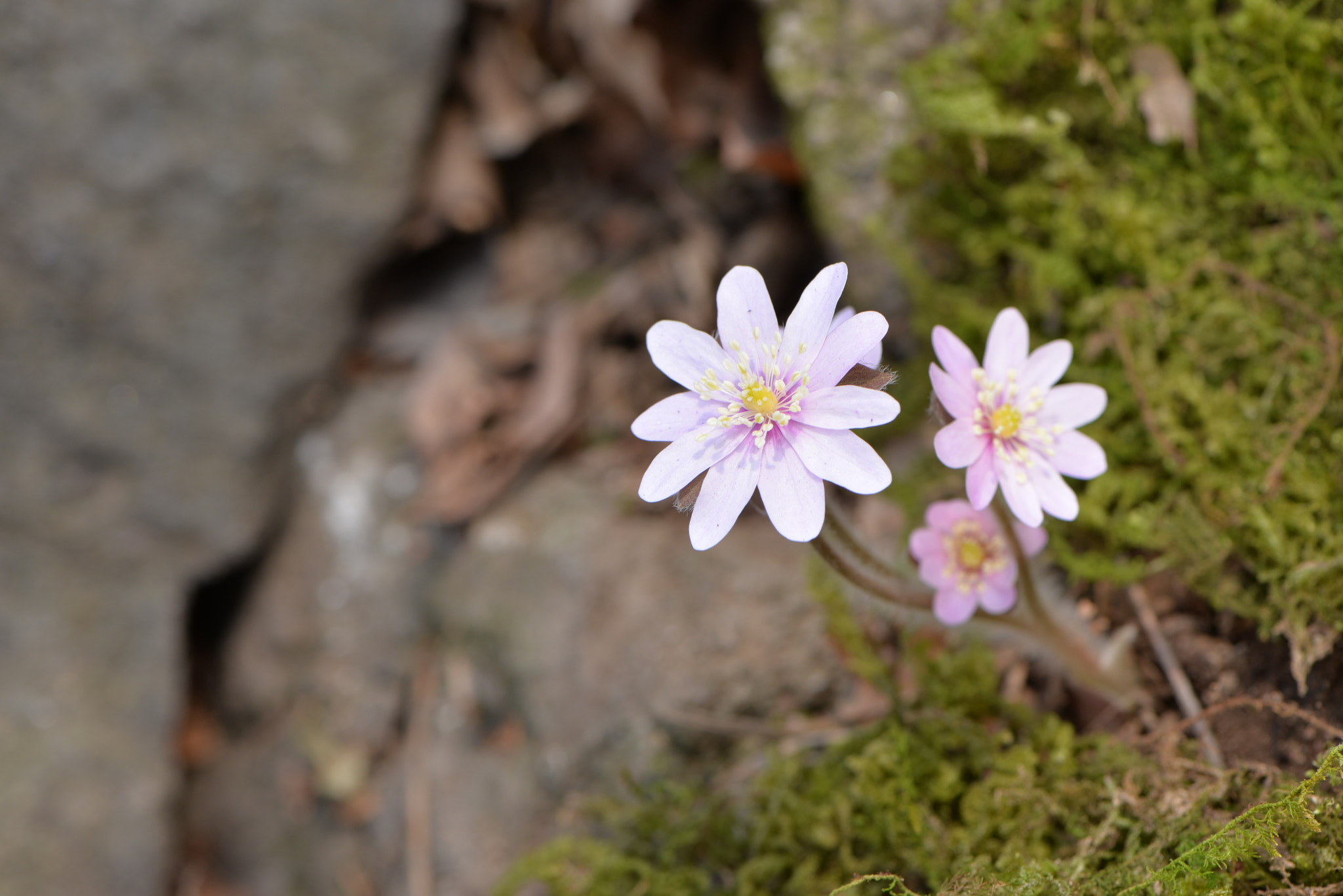 Nikon AF-S Micro-Nikkor 105mm F2.8G IF-ED VR sample photo