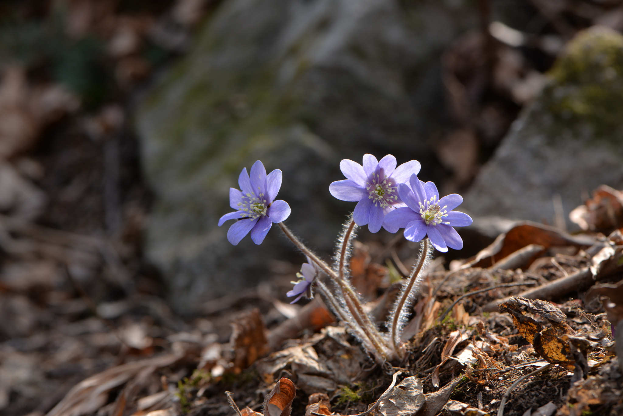Nikon AF-S Micro-Nikkor 105mm F2.8G IF-ED VR sample photo
