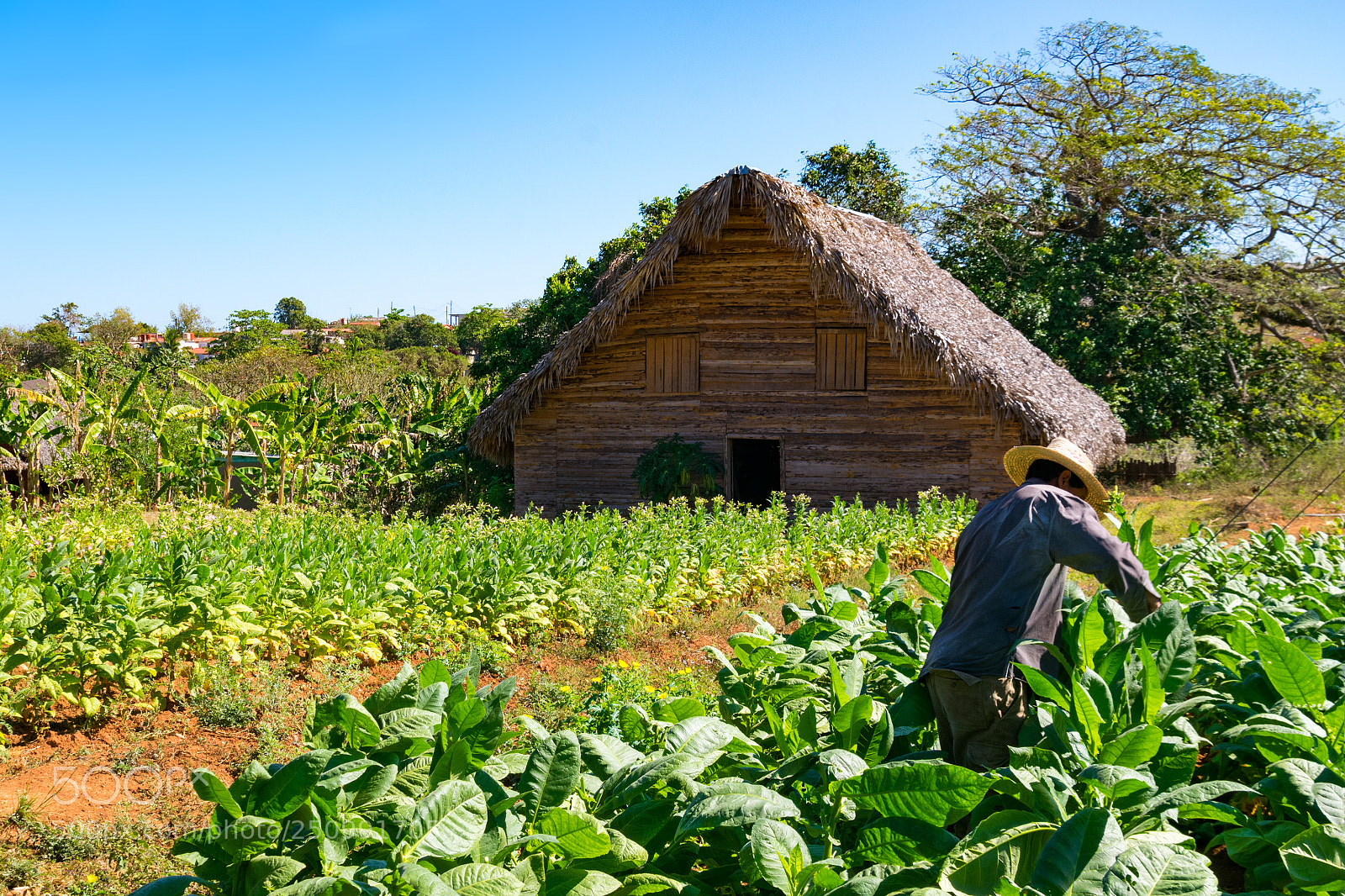 Nikon D3300 sample photo. Tobacco farm photography