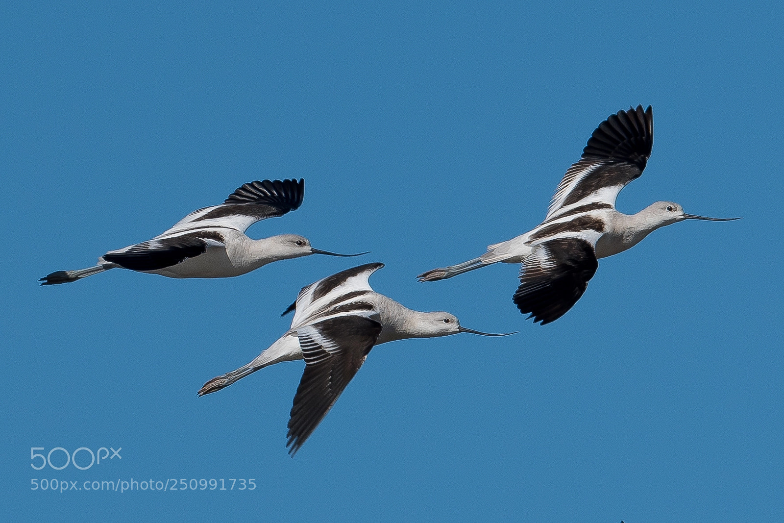 Nikon D500 sample photo. Formation flight photography