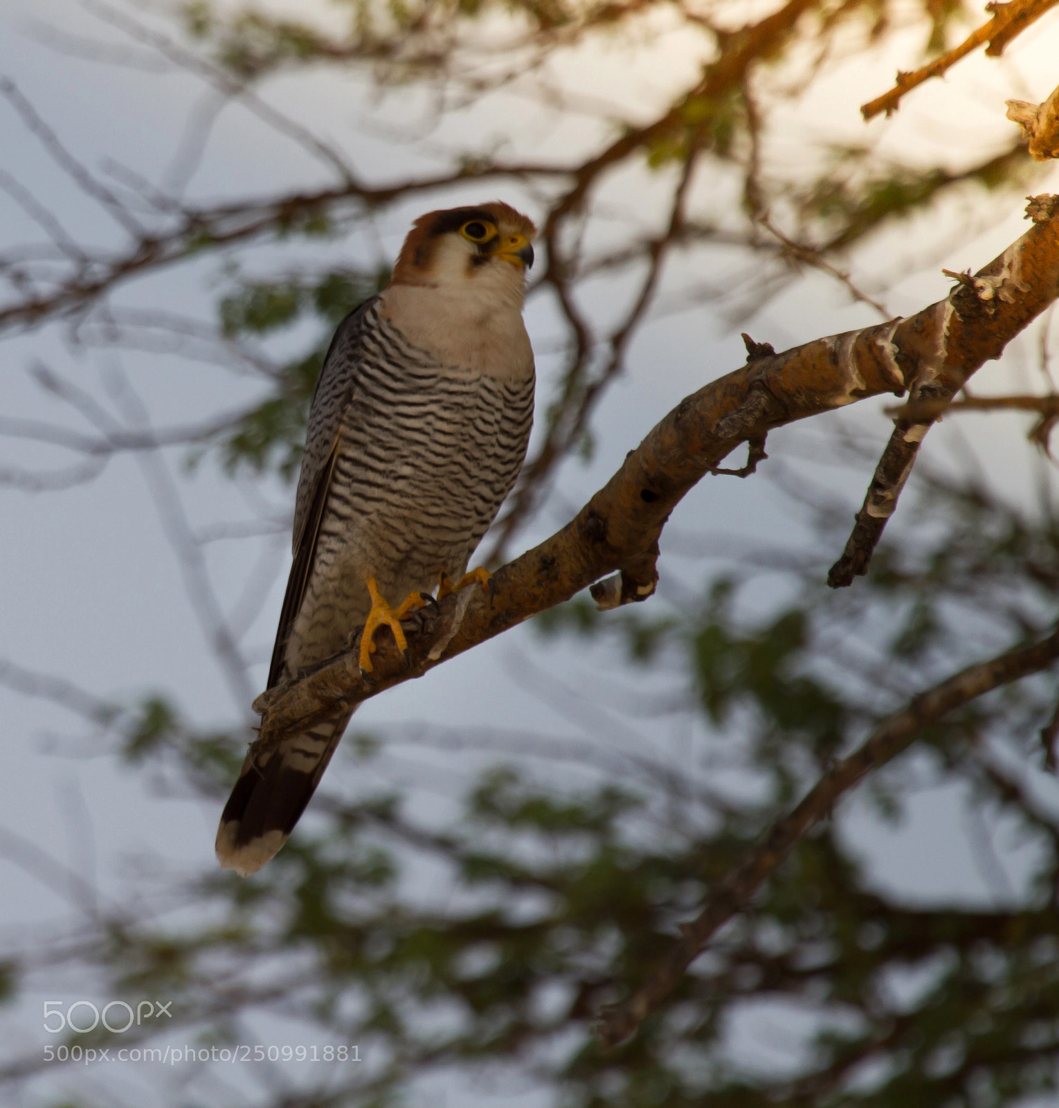 Canon EOS 7D sample photo. Herman van zyl photography