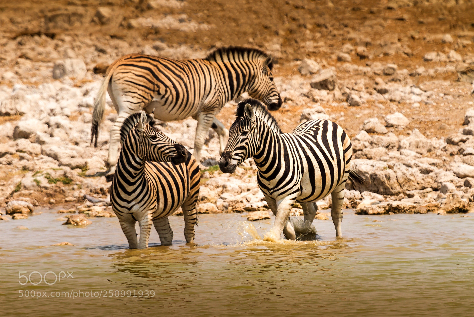 Canon EOS 7D sample photo. Herman van zyl photography