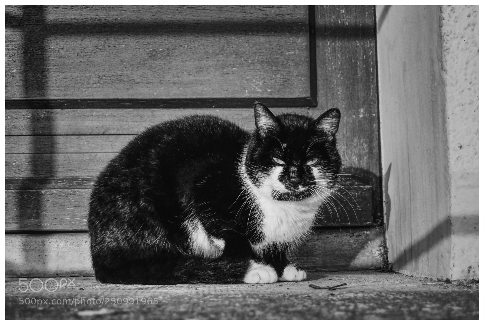 Nikon D200 sample photo. Blacky photography