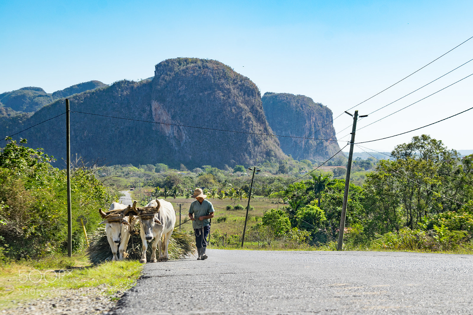 Nikon D3300 sample photo. Ox cart in the photography