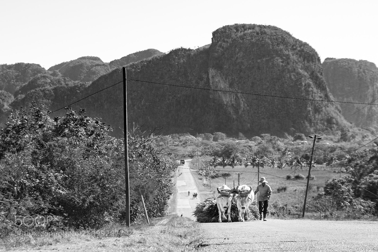 Nikon D3300 sample photo. Ox cart in the photography