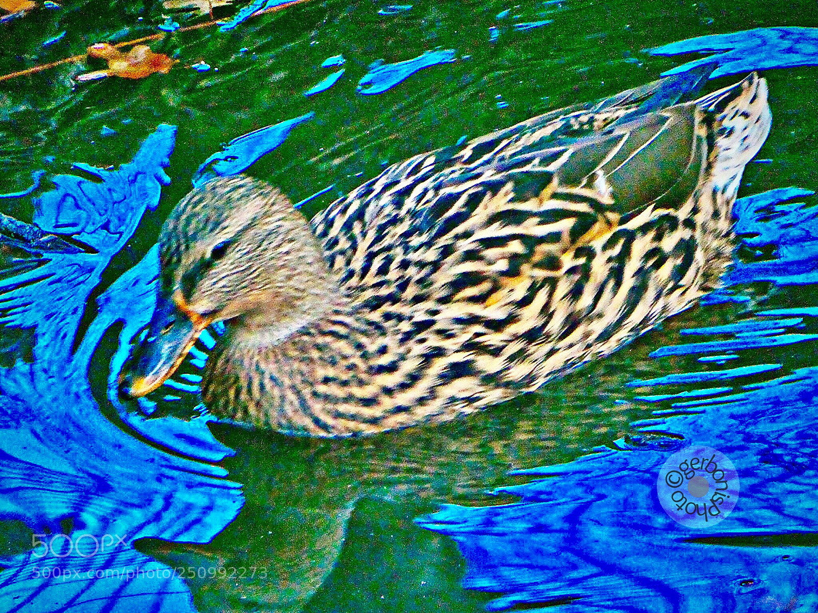 Panasonic Lumix DC-ZS70 (Lumix DC-TZ90) sample photo. Mallard female photography
