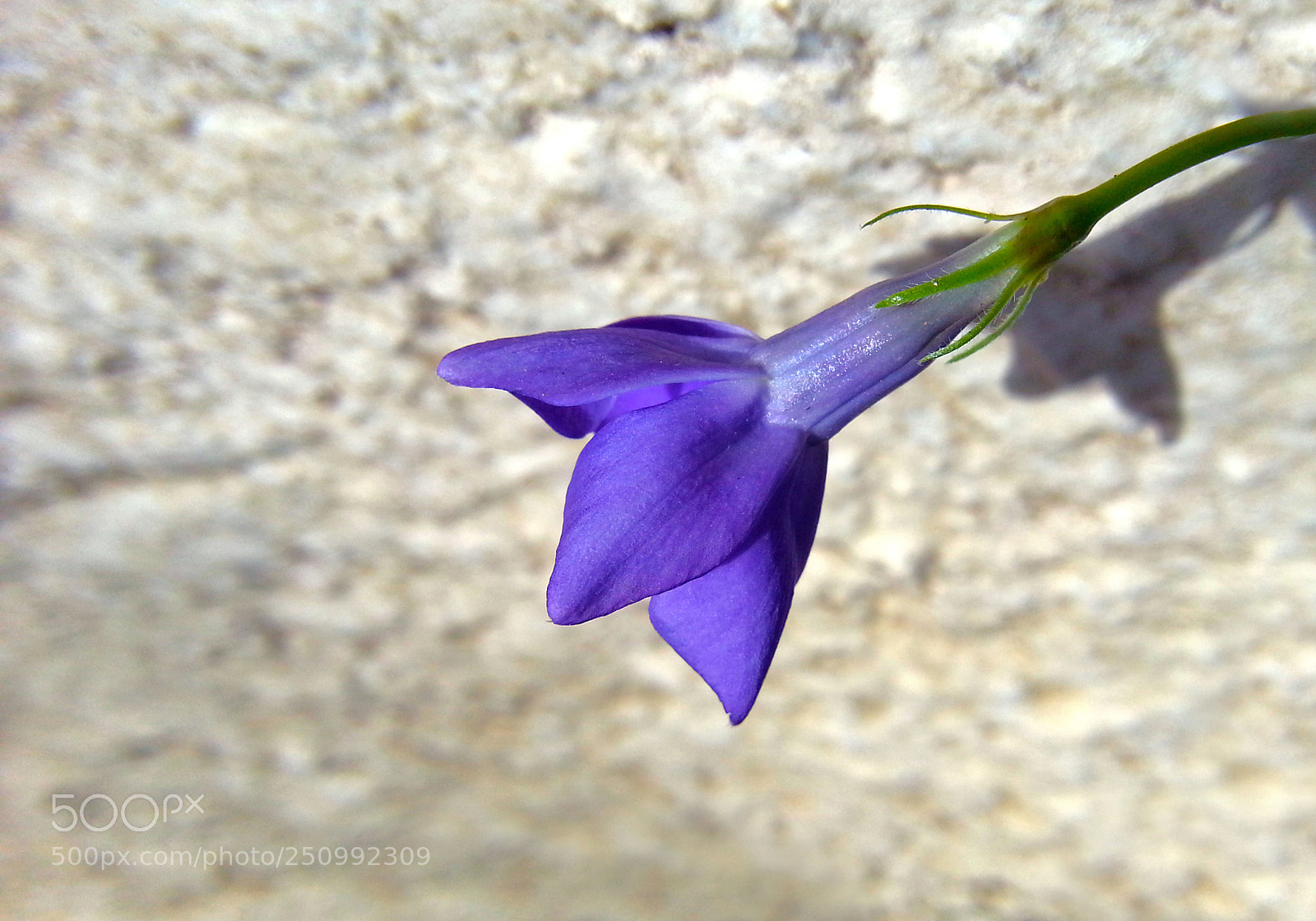 Samsung Galaxy Note2 sample photo. Flower photography