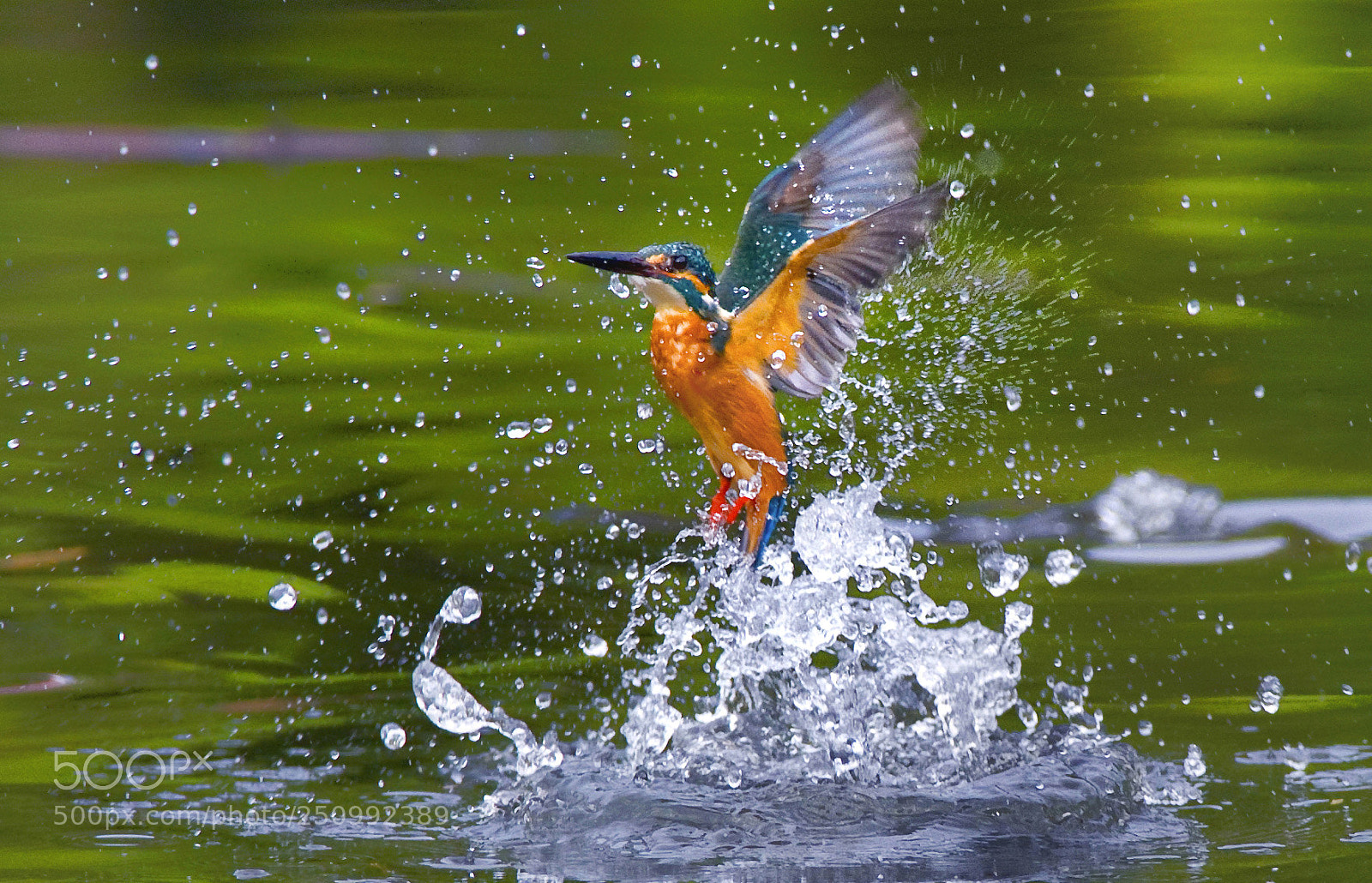 Nikon D3 sample photo. Kingfisher photography