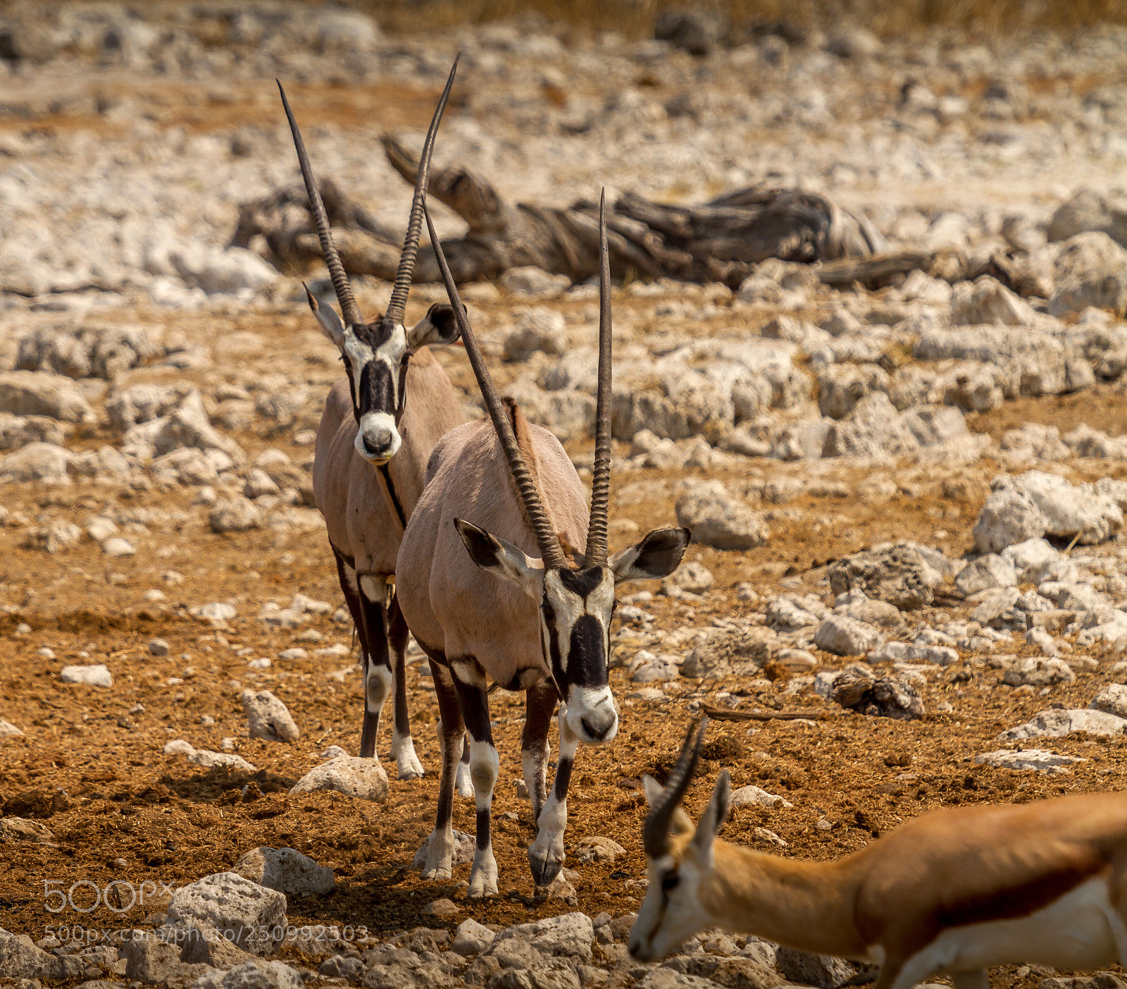 Canon EOS 7D sample photo. Herman van zyl photography