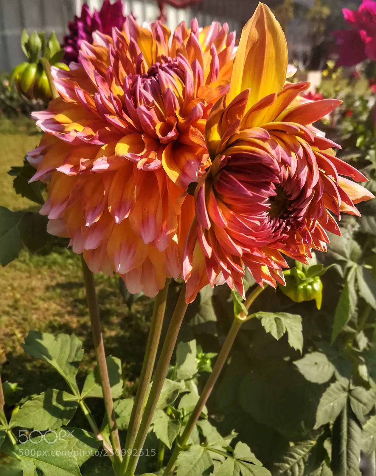 HUAWEI honor 6x sample photo. Mom.... i am too photography