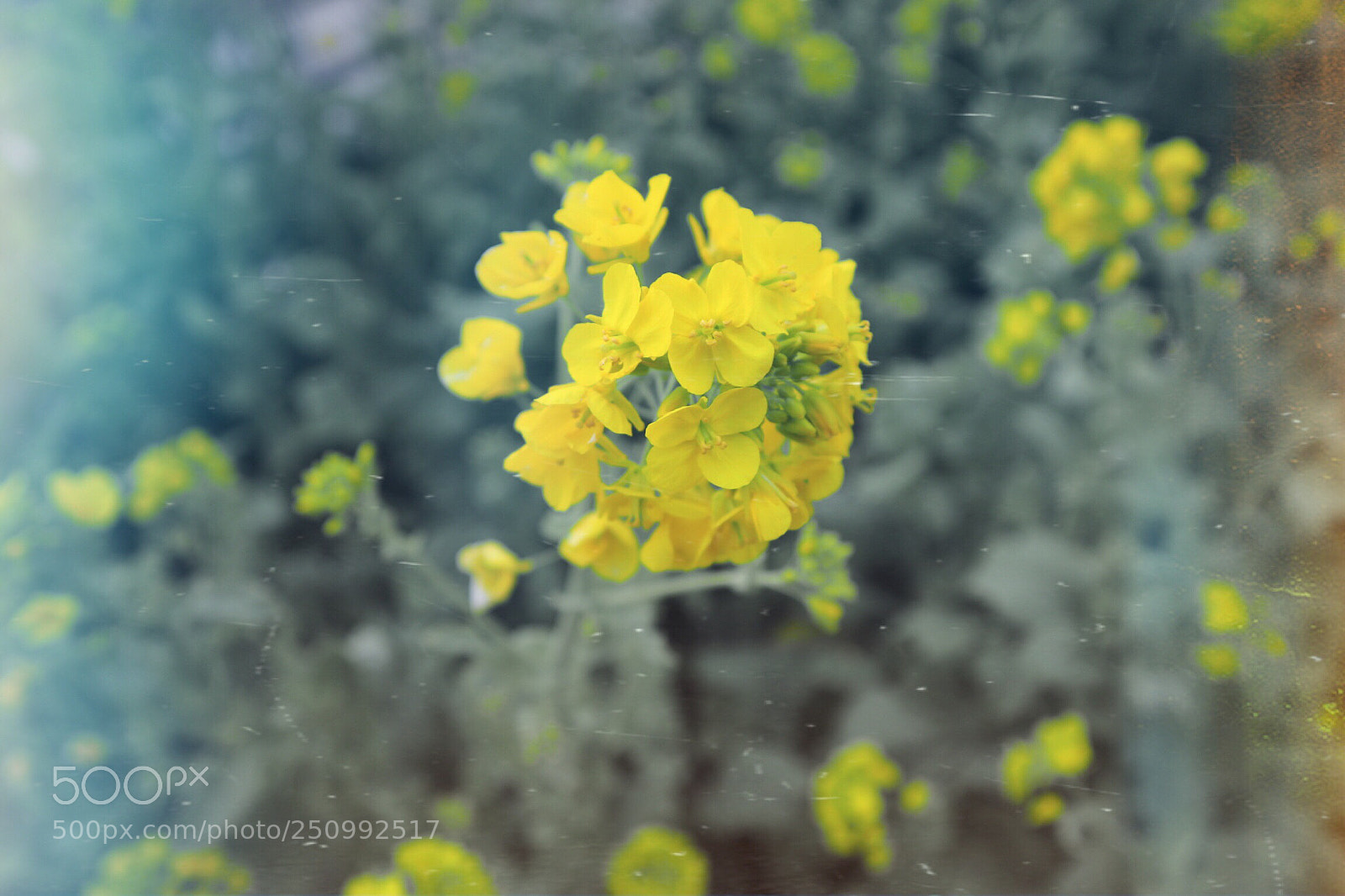 Canon EOS M10 sample photo. Field mustard photography