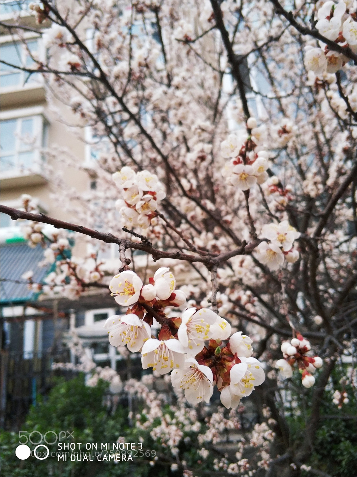 Xiaomi Mi Note 3 sample photo. Untitled photography