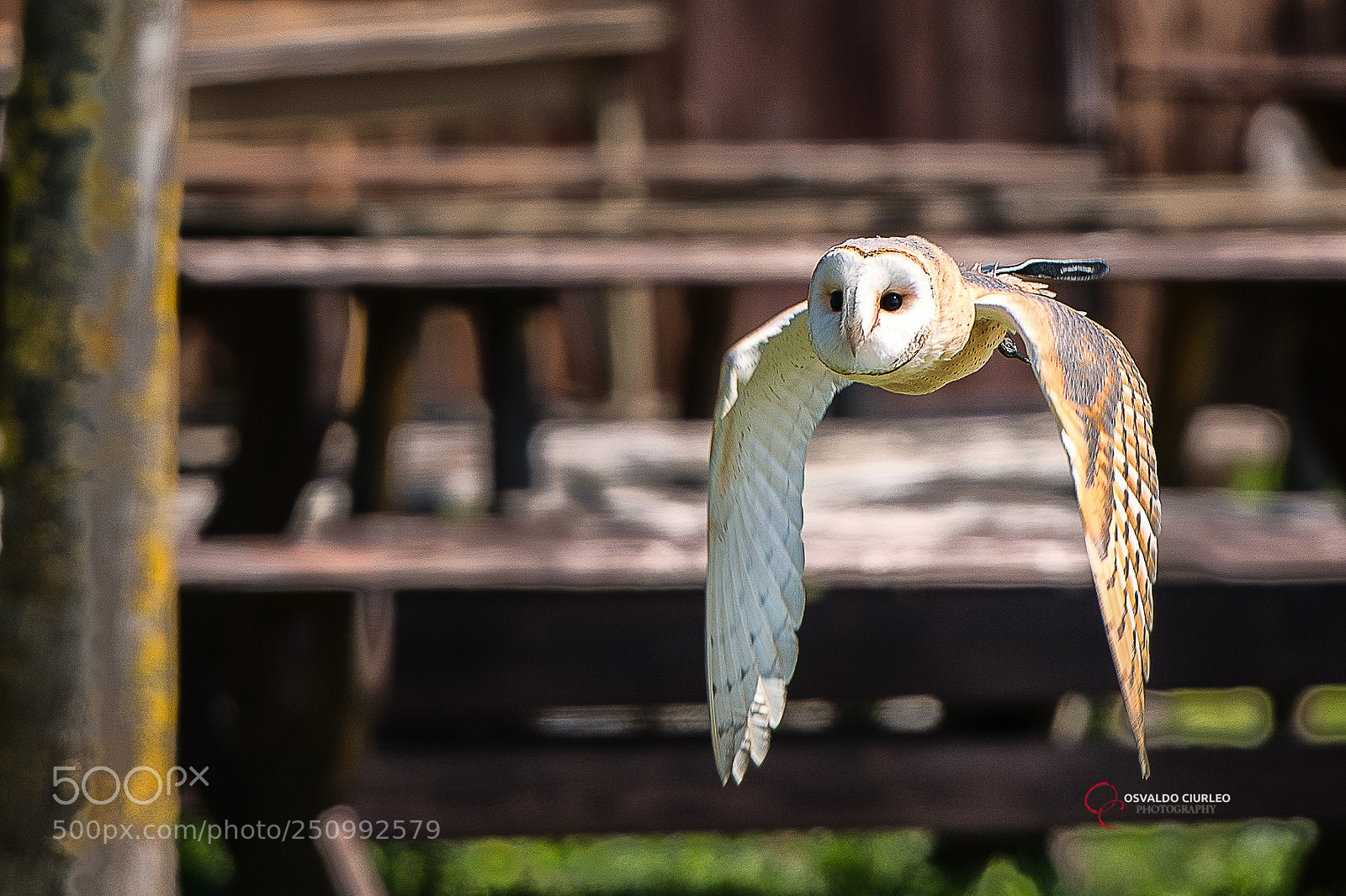 Nikon D850 sample photo. A daytime fly photography