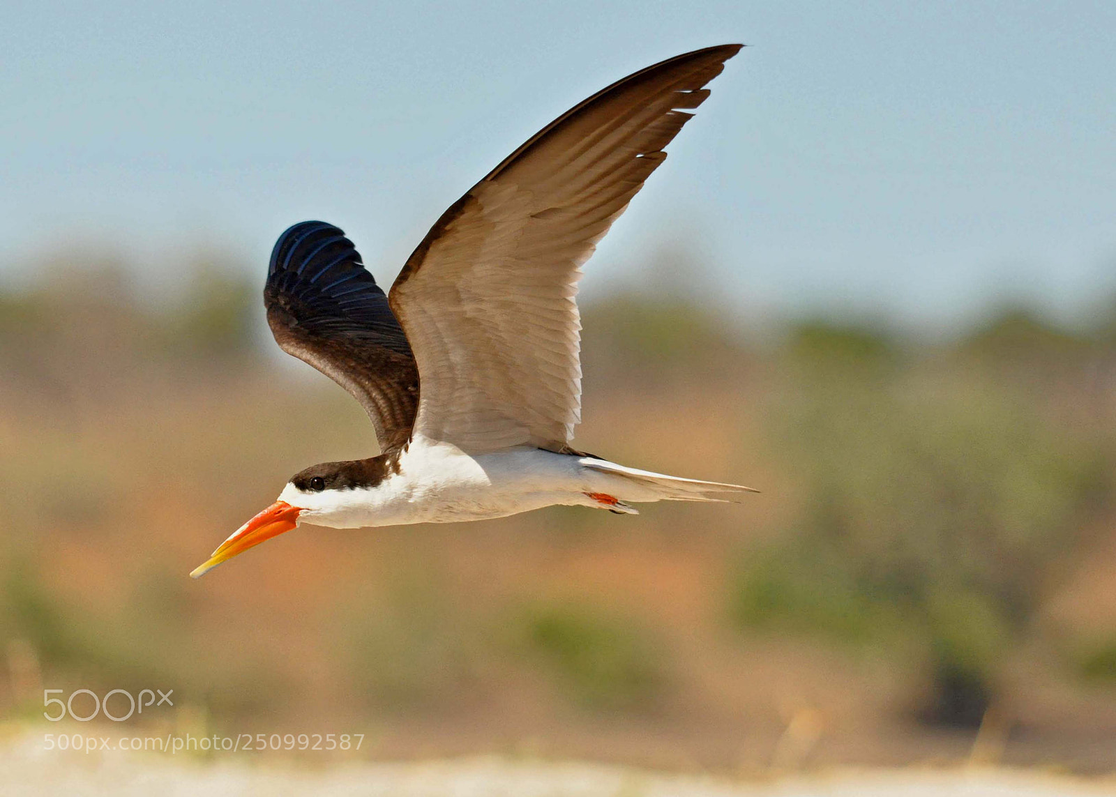 Nikon D90 sample photo. African skimmer photography