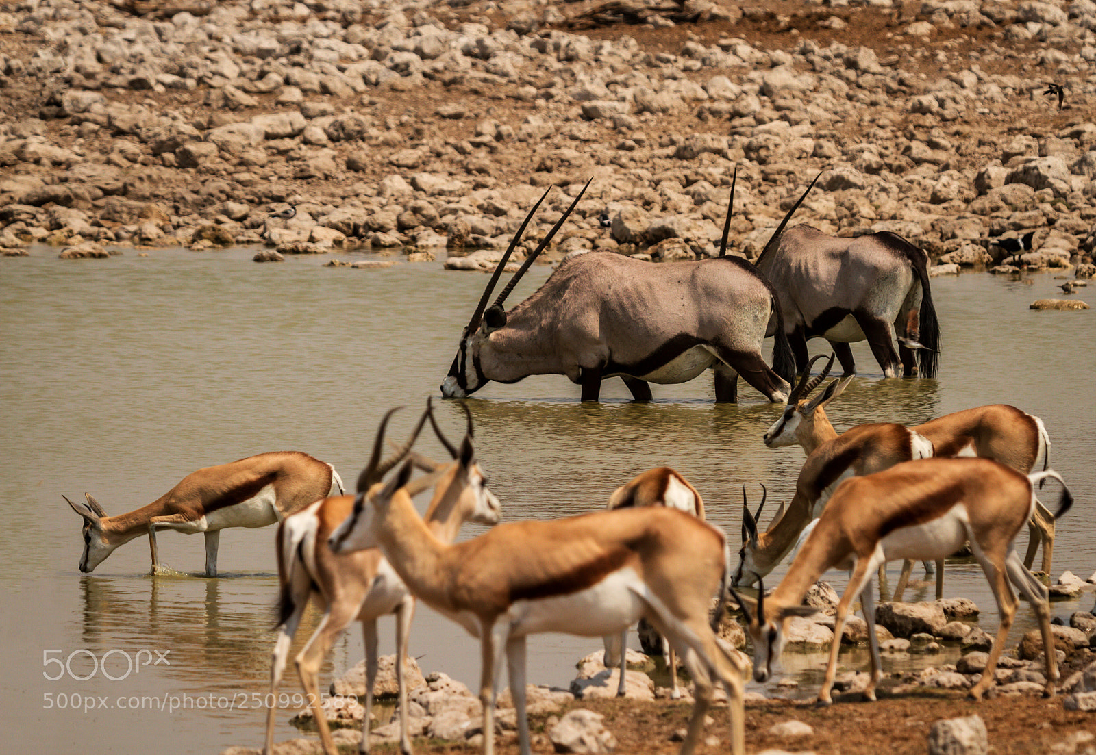Canon EOS 7D sample photo. Herman van zyl photography