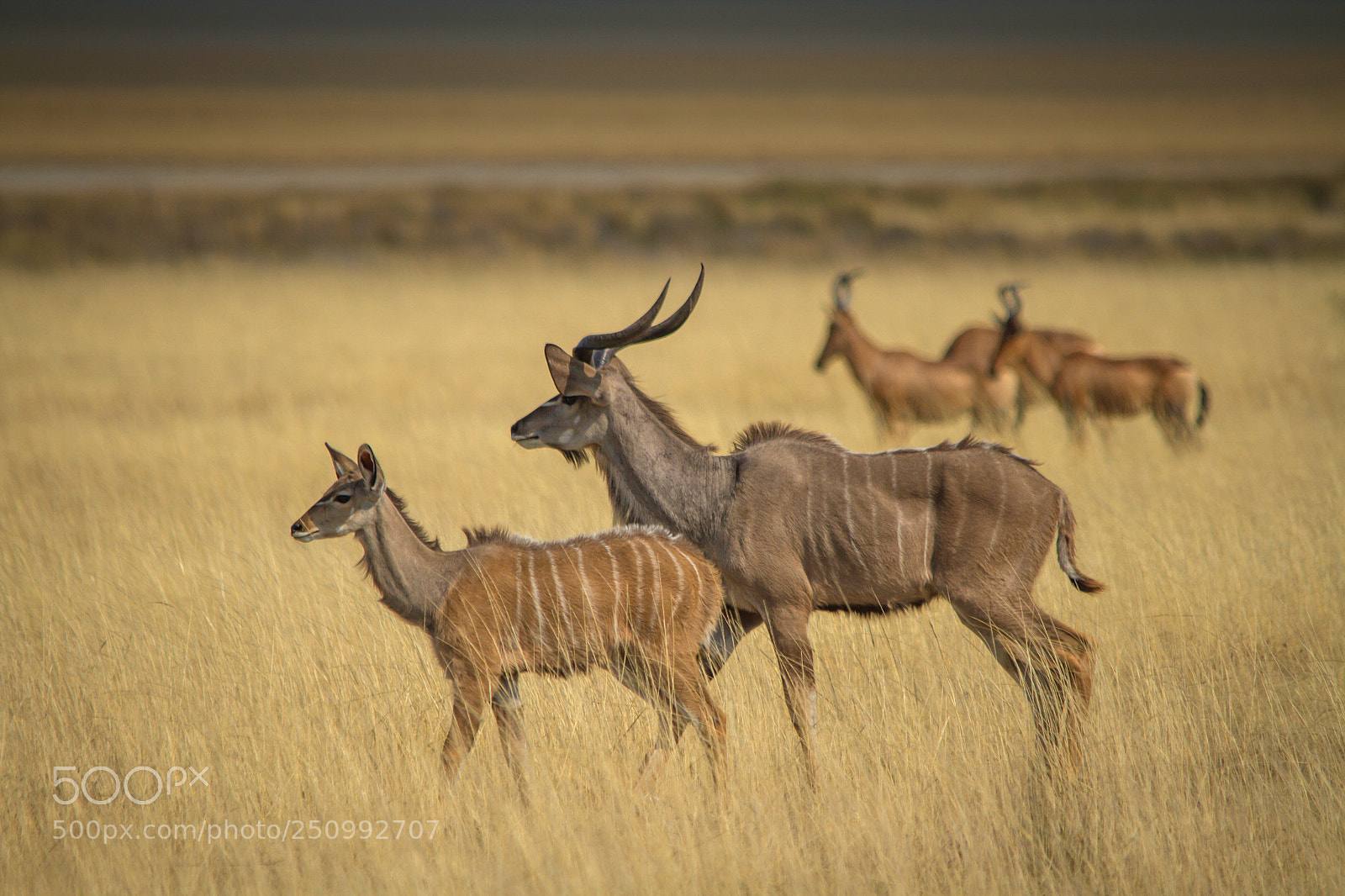 Canon EOS 7D sample photo. Herman van zyl photography