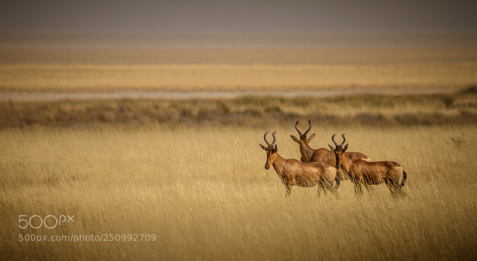 Canon EOS 7D sample photo. Herman van zyl photography