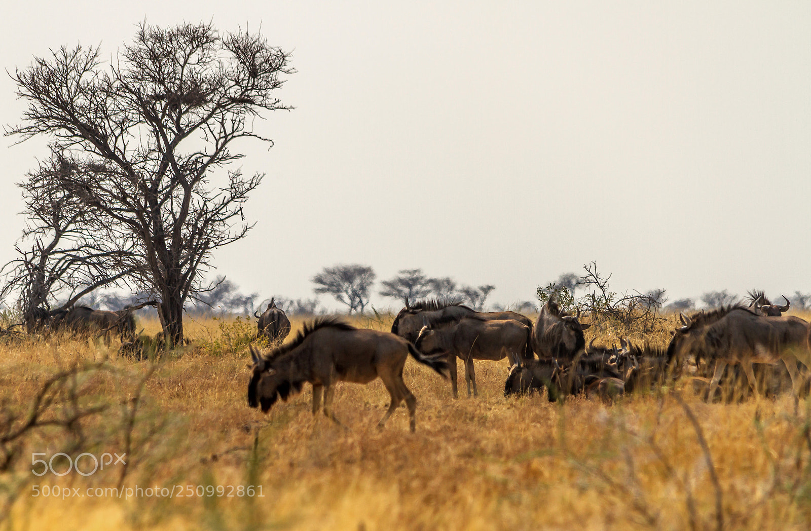 Canon EOS 7D sample photo. Herman van zyl photography