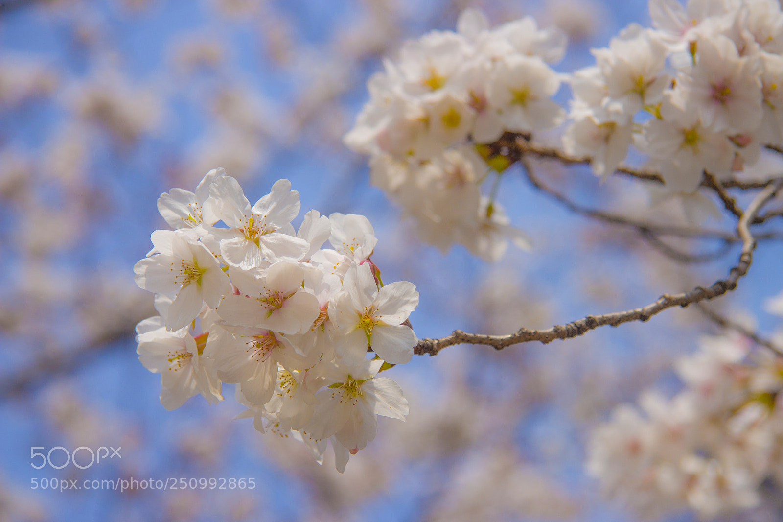 Canon EOS 650D (EOS Rebel T4i / EOS Kiss X6i) sample photo. Sakura photography