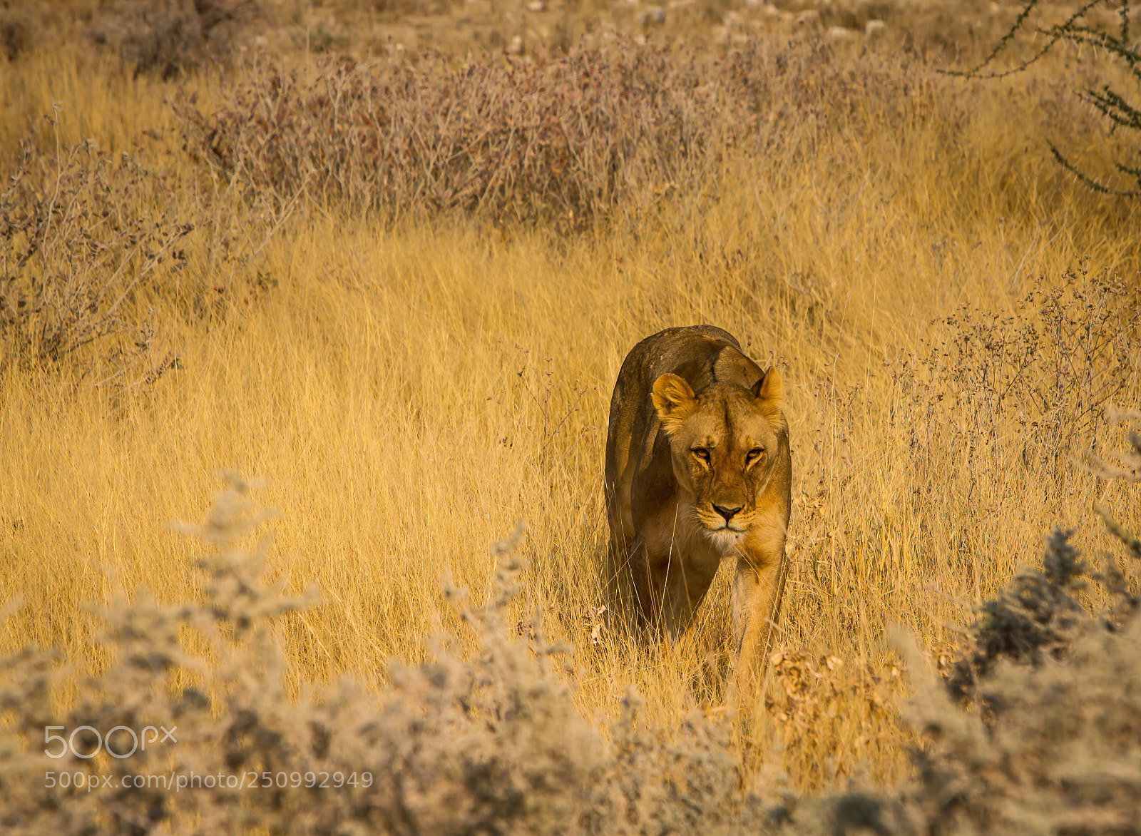 Canon EOS 7D sample photo. Herman van zyl photography
