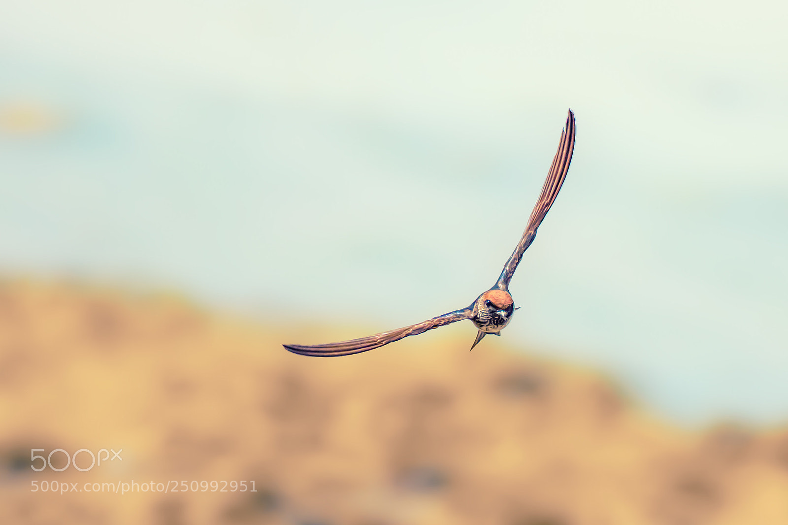 Nikon D7200 sample photo. Ababil (common house martin) photography