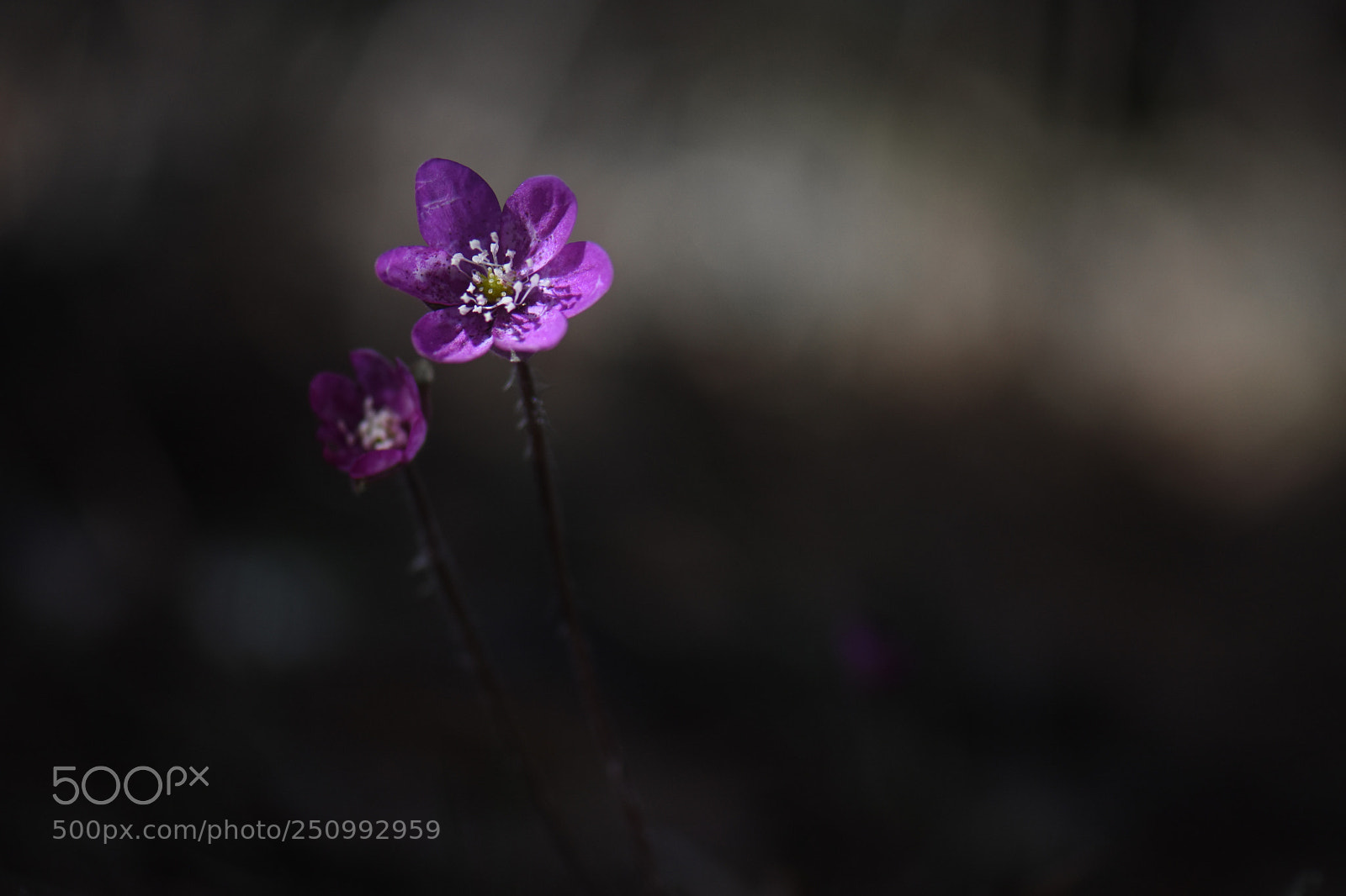 Nikon D7200 sample photo. Pink hepatica nobilis photography