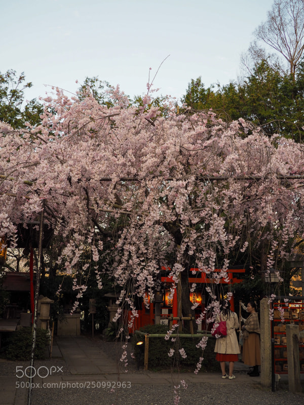 Olympus PEN E-PL7 sample photo. Suika tenmangu shrine photography