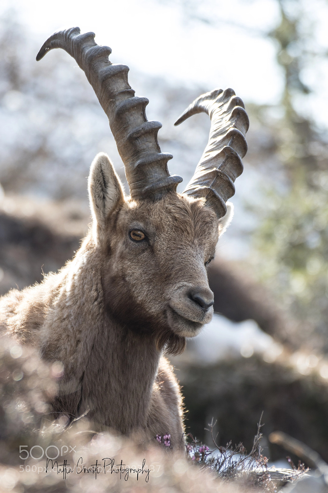 Canon EOS 7D Mark II sample photo. Ibex photography