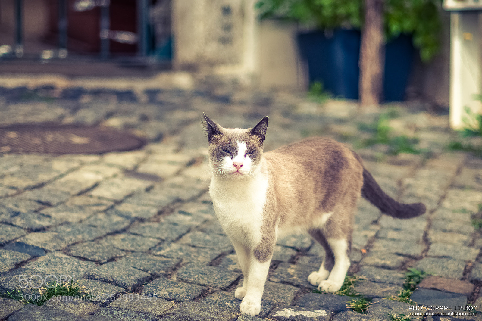 Nikon D5000 sample photo. Cool curious cat photography
