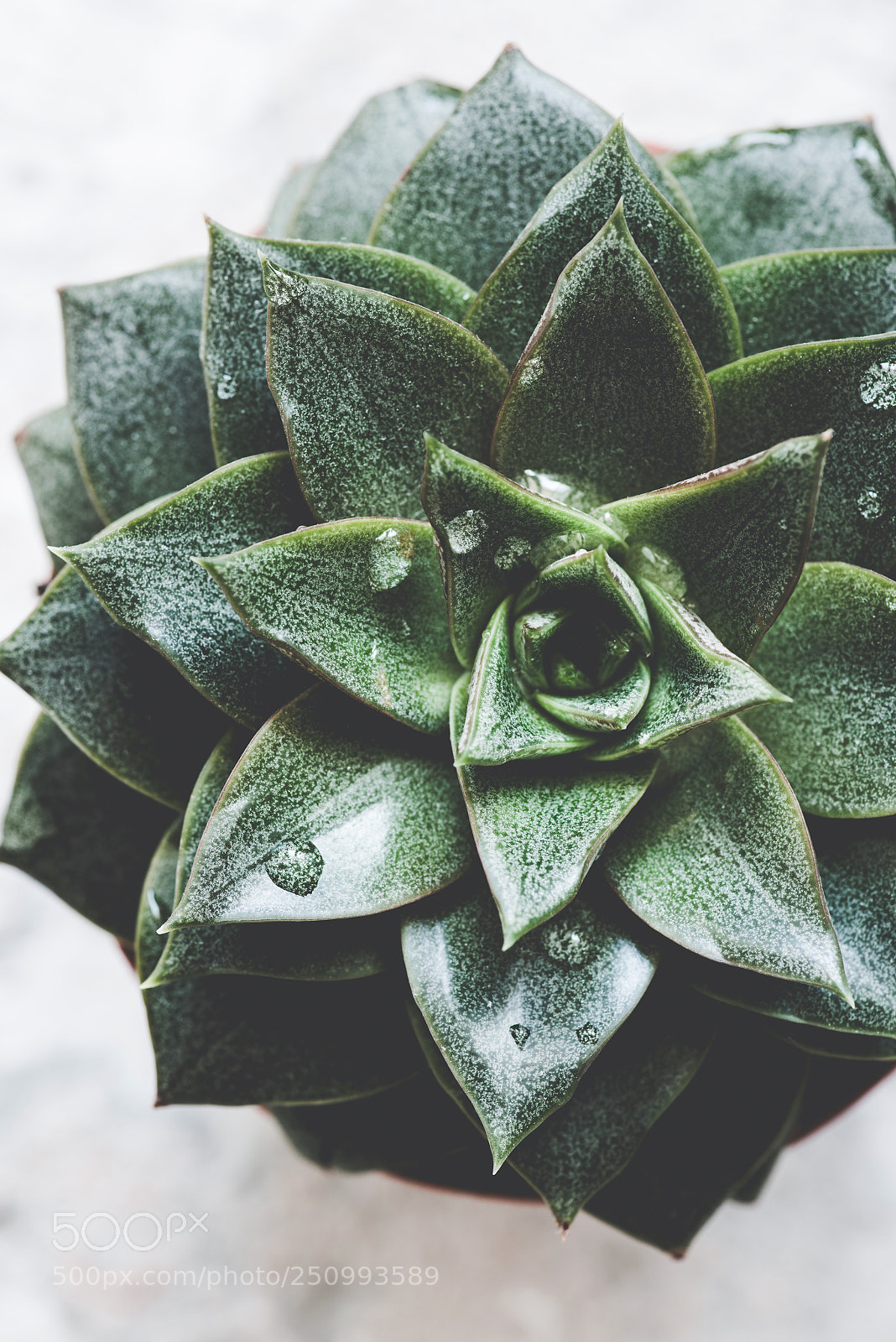 Nikon D810 sample photo. Succulent or cactus stone photography