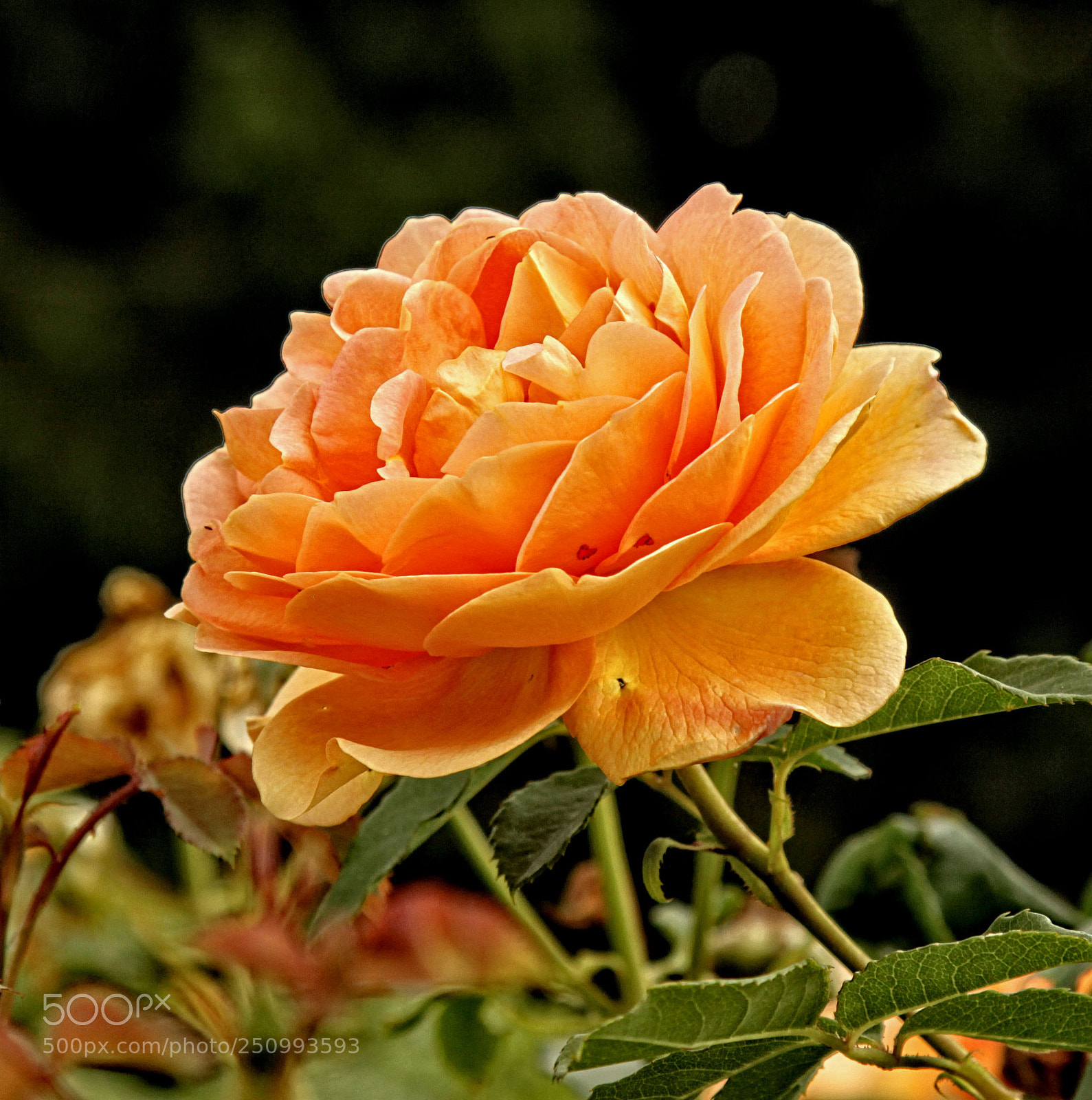 Canon EOS 50D sample photo. Gor rose 97 16 photography