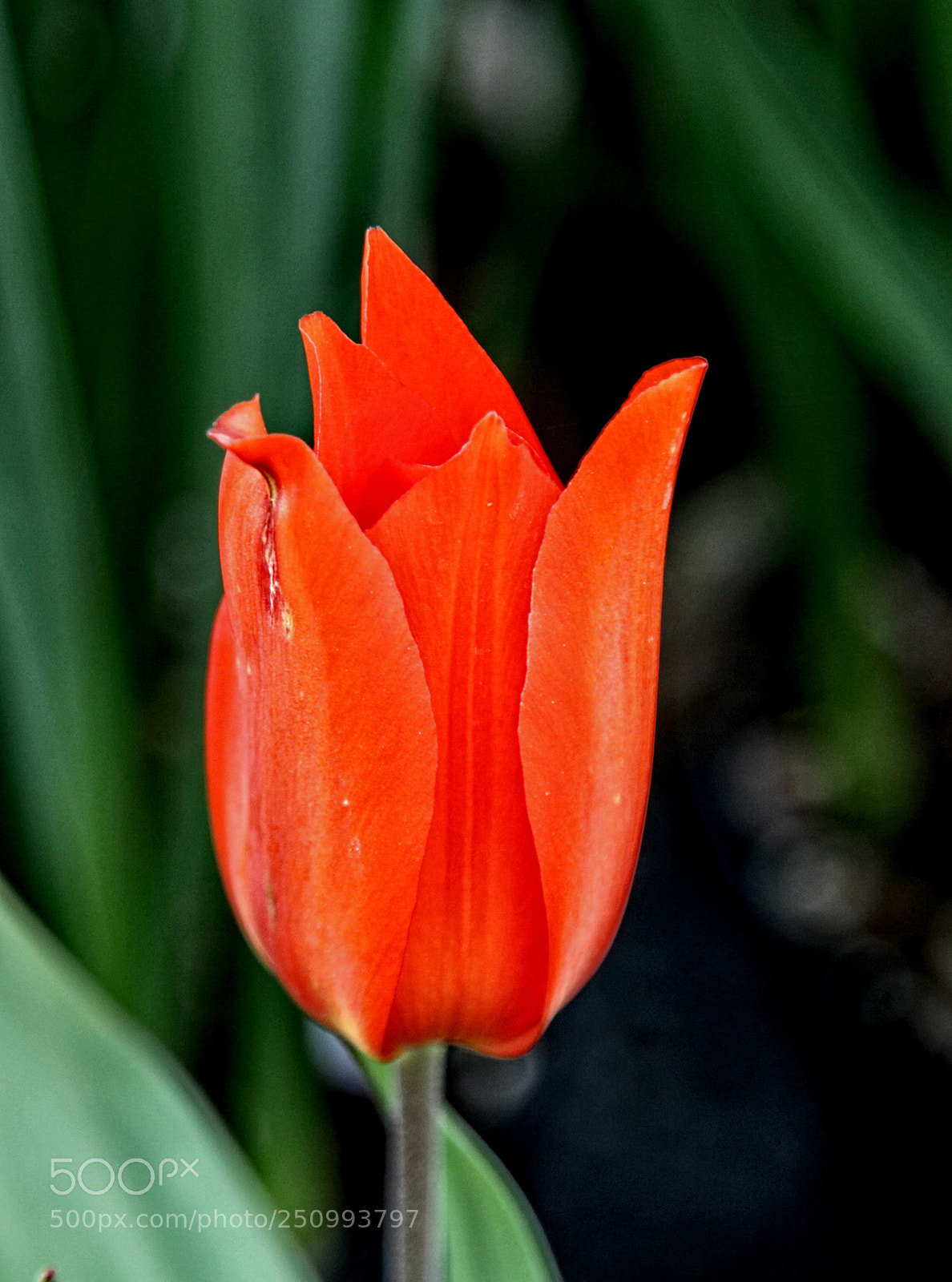 Canon EOS 50D sample photo. Wg tulip 05 photography