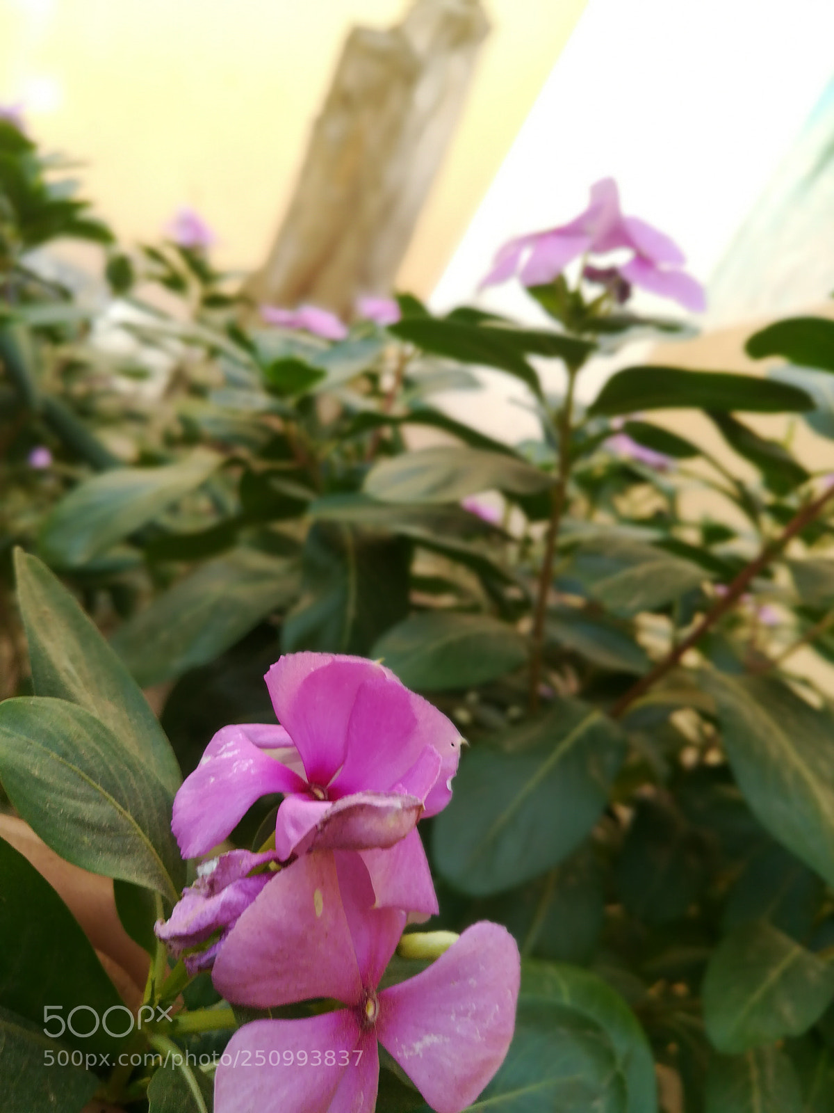 HUAWEI honor 6x sample photo. Untitled photography