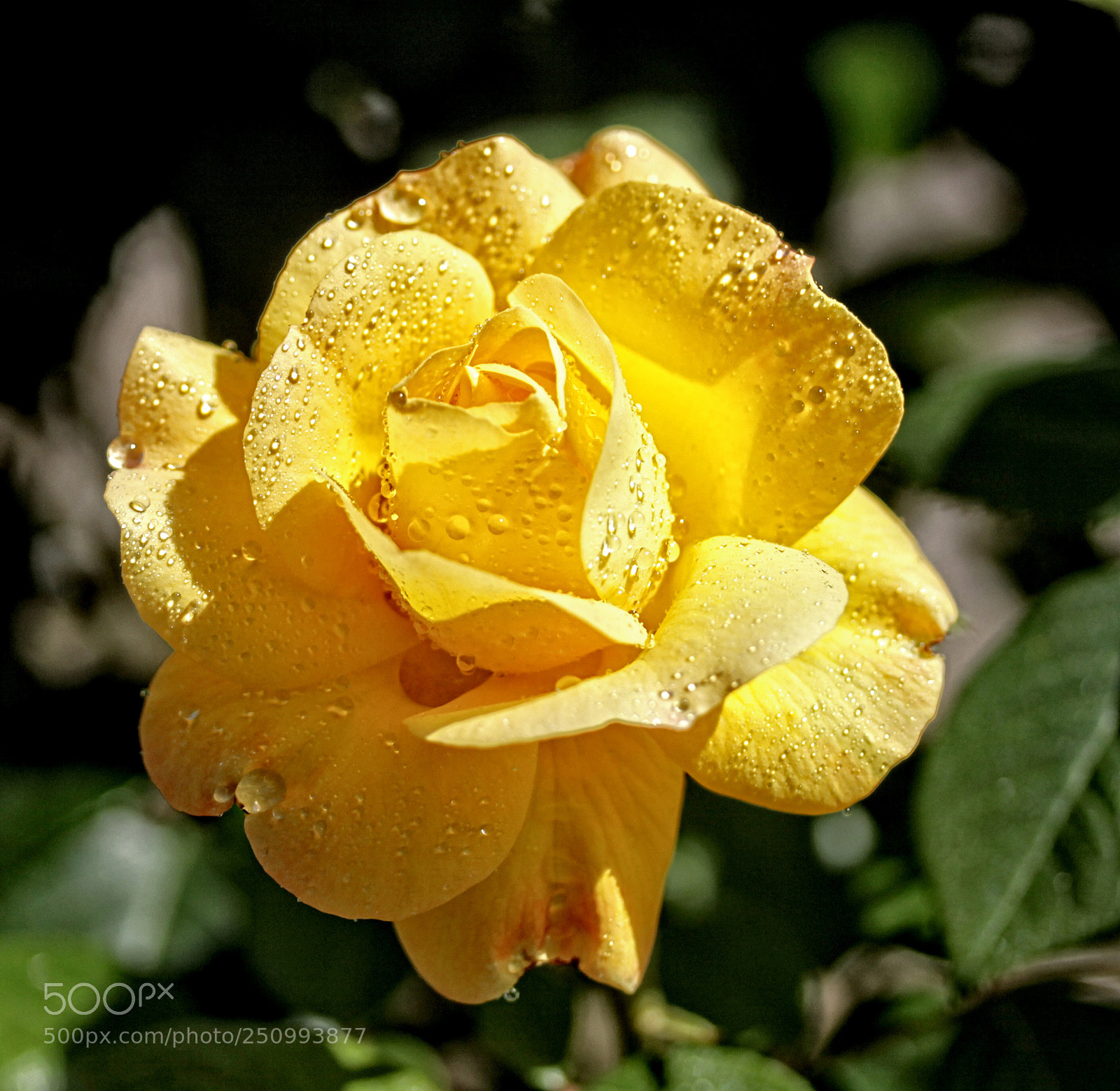 Canon EOS 50D sample photo. Ba rose 48 photography