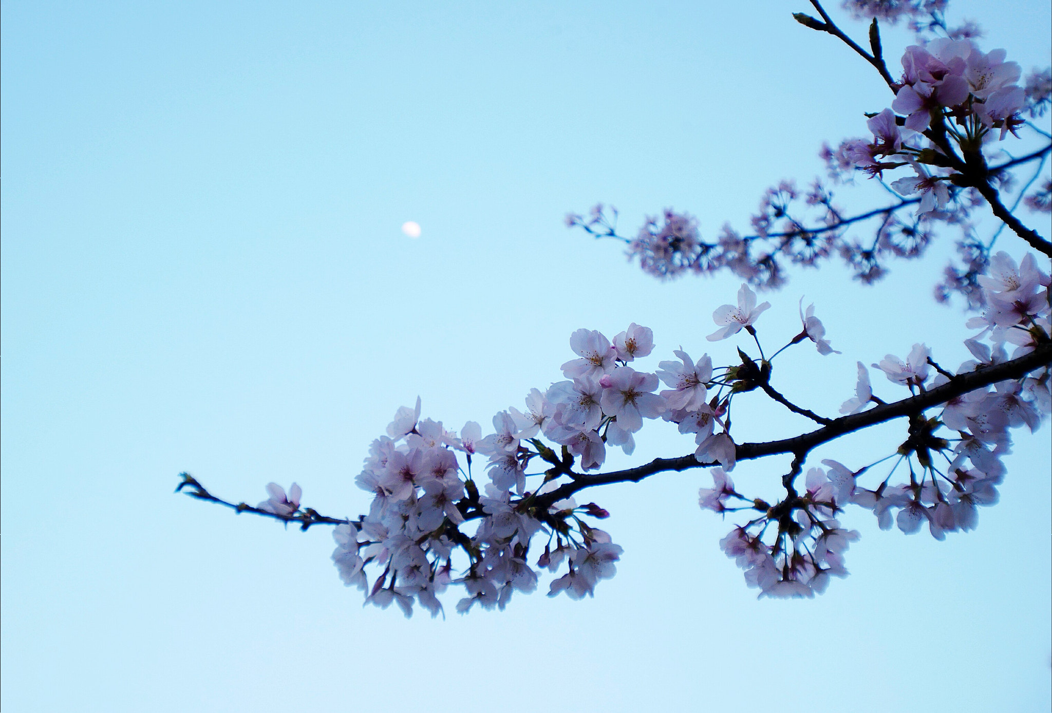 Panasonic Lumix DC-GX850 (Lumix DC-GX800 / Lumix DC-GF9) sample photo. Sakura in night photography