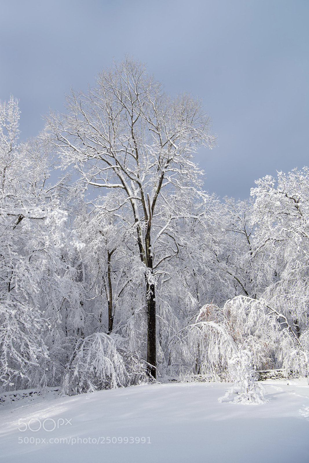 Nikon D850 sample photo. Snow-covered backyard  photography