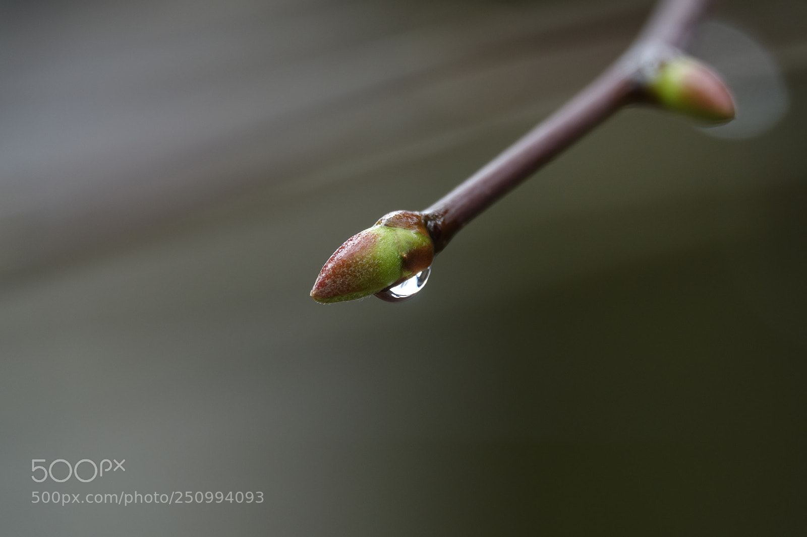 Sony Cyber-shot DSC-RX10 III sample photo. Due gemme photography