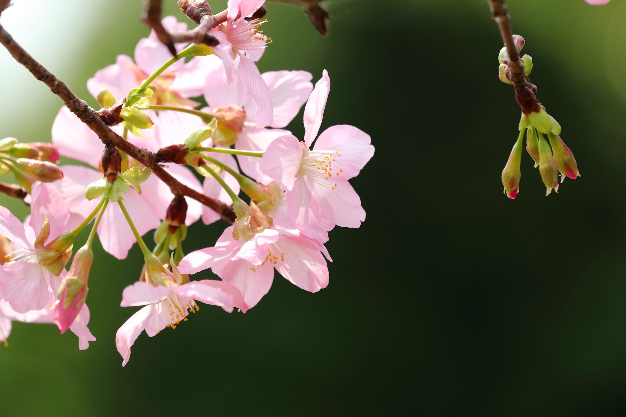 Canon EOS 70D + Canon EF 70-200mm F4L IS USM sample photo. Img_4211m 富士櫻 photography