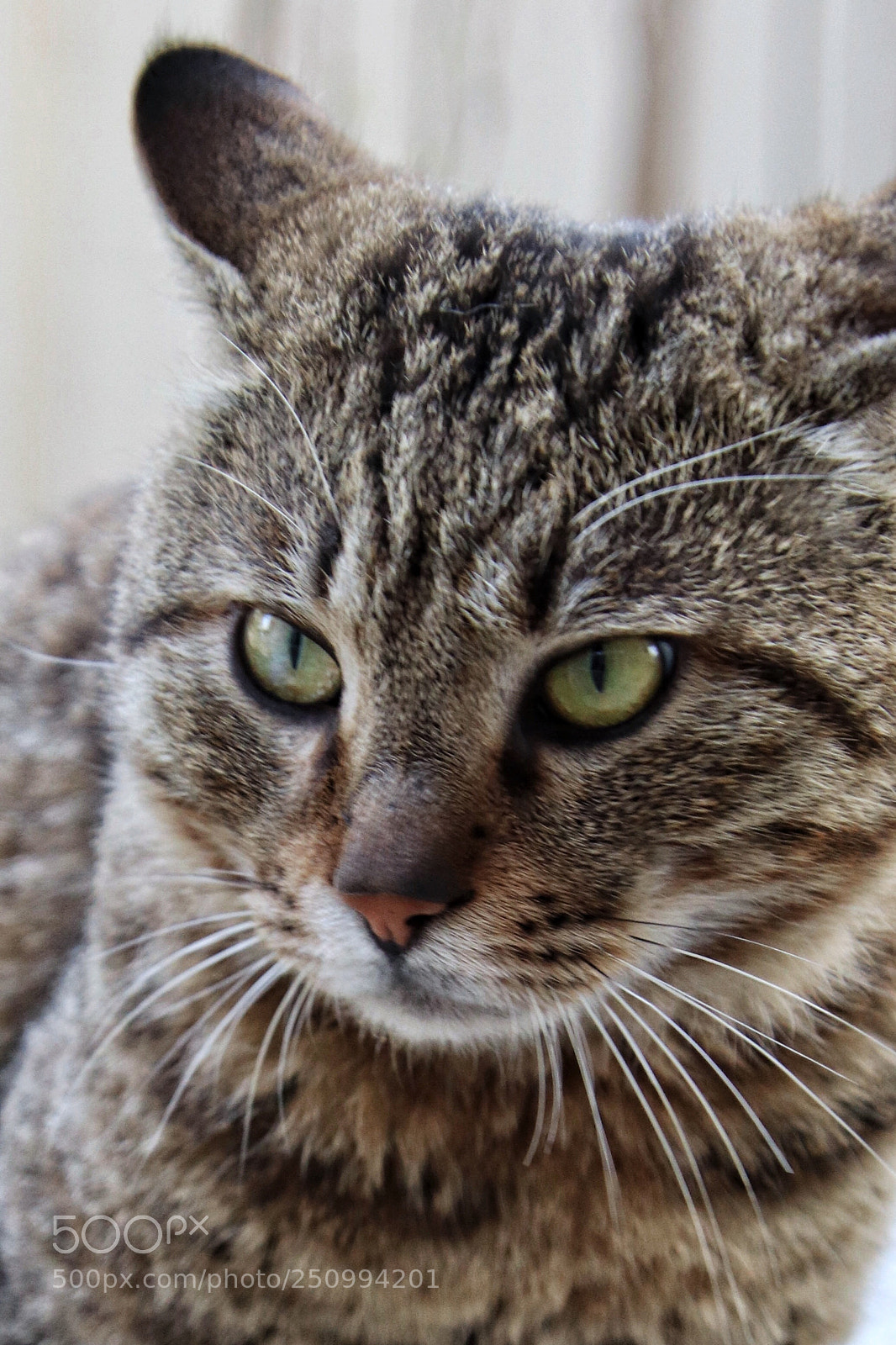 Canon EOS 200D (EOS Rebel SL2 / EOS Kiss X9) sample photo. 猫 photography