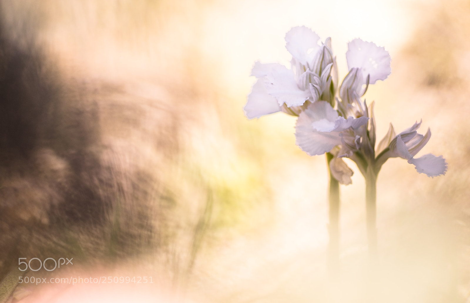 Fujifilm X-T10 sample photo. A rare anacamptys papilonacea photography