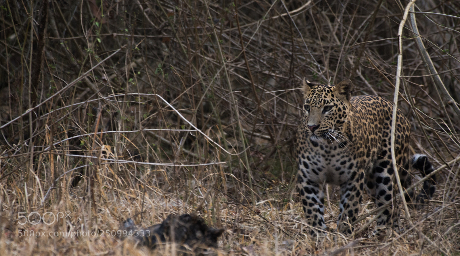 Nikon D7100 sample photo. Leopardess photography