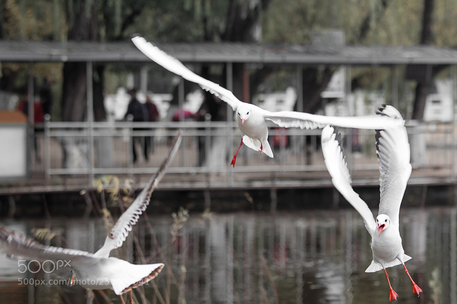 Canon EOS 650D (EOS Rebel T4i / EOS Kiss X6i) sample photo. Happy go lucky. photography