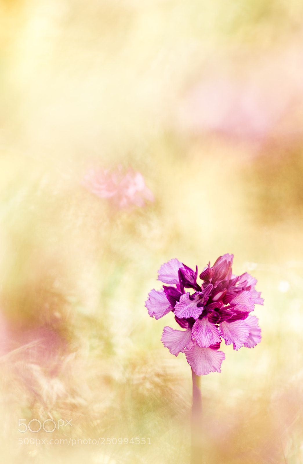 Fujifilm X-T10 sample photo. The magic and mystic photography