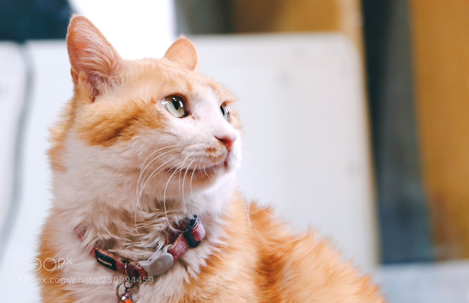 Canon EOS 70D sample photo. 喵 photography