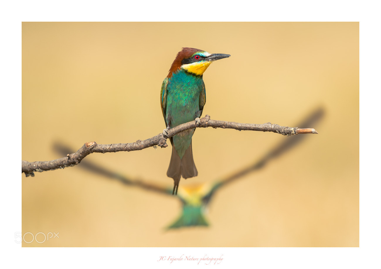 Nikon D800 sample photo. Wings & colors photography