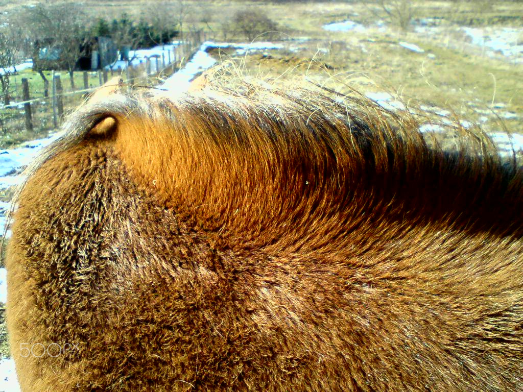 Sony Ericsson C510 sample photo. Spring sun photography
