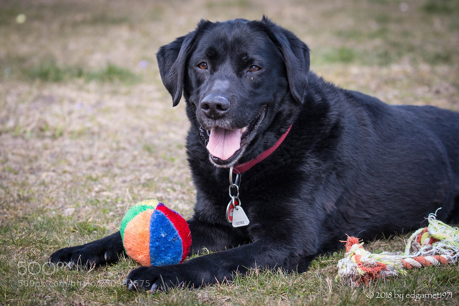 Canon EOS 70D sample photo. My black lab... photography