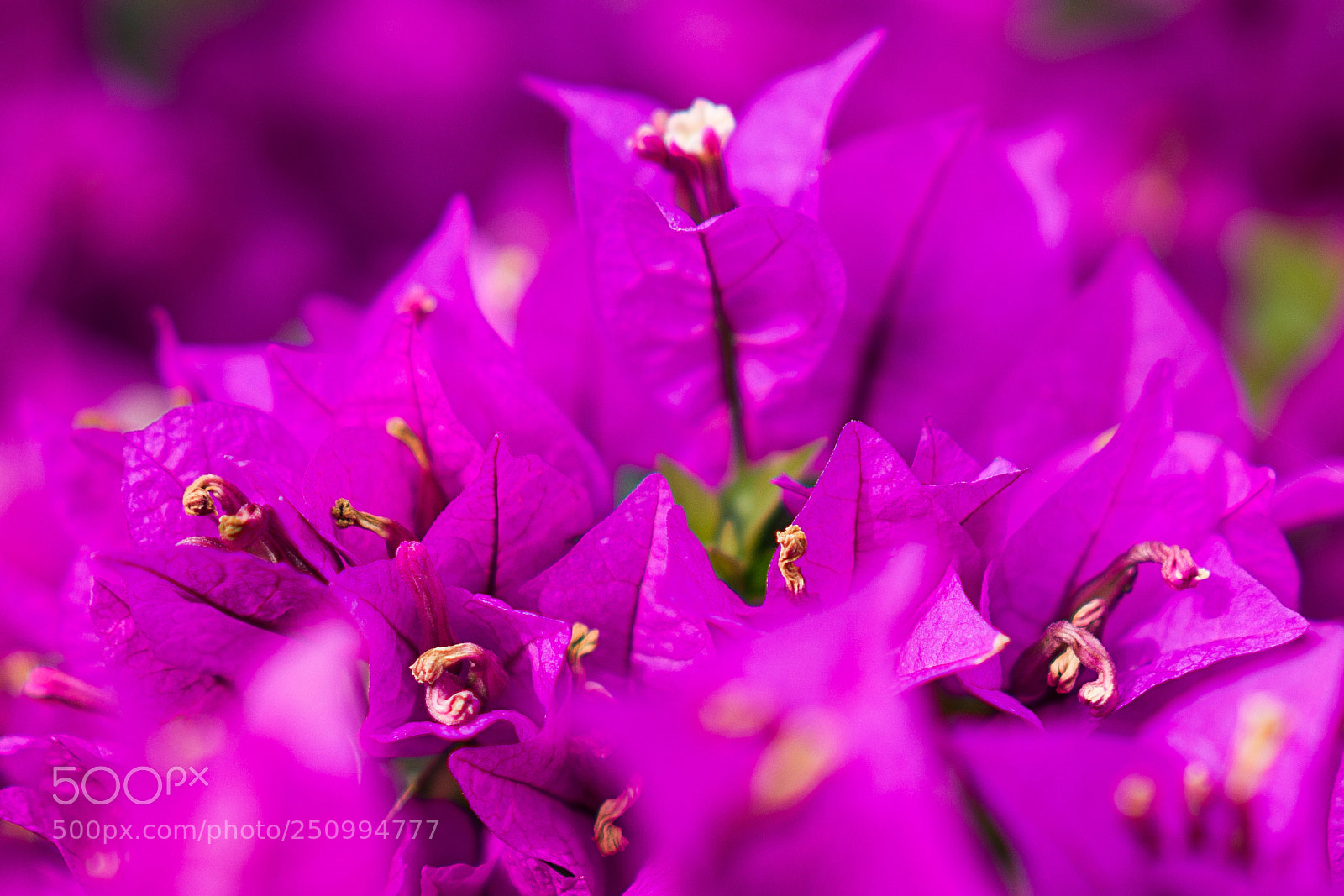 Sony a7R II sample photo. Colors in tenerife photography